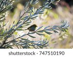 Tiny  little  Silvereye or Wax-eye (Zosterops lateralis)  a  small omnivorous passerine bird of Australia   perching in an olive street tree is searching for nectar in the flowers in early winter .