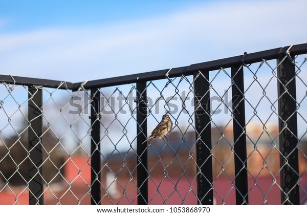 Tiny Little Sparrow Bird Sits On Stock Photo Edit Now 1053868970