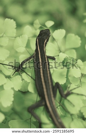 Tiny lizard crawling on top of maidenhair fern with desaturated color on vertical orientation Takydromus sexlineatus