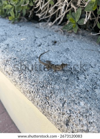 Tiny lizard on cement bench 