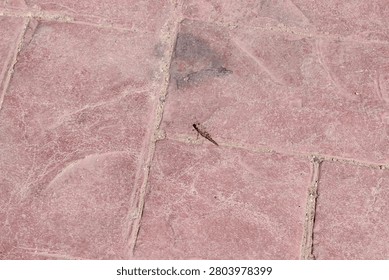 Tiny lizard perches on dusty pink tiles. Its body blends subtly with cracked stone surface. Sunlight casts soft shadows across uneven pavement. Ideal for urban nature or wildlife photography themes
