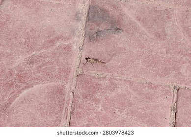 Tiny lizard perches on dusty pink tiles. Its body blends subtly with cracked stone surface. Sunlight casts soft shadows across uneven pavement. Ideal for urban nature or wildlife photography themes