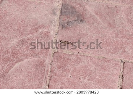 Tiny lizard perches on dusty pink tiles. Its body blends subtly with cracked stone surface. Sunlight casts soft shadows across uneven pavement. Ideal for urban nature or wildlife photography themes