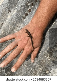 Tiny lizard resting on the palm of a hand. Close-up shot highlighting the contrast between human skin and the delicate reptile in a gentle wildlife encounter.