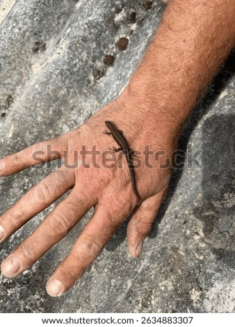 Tiny lizard resting on the palm of a hand. Close-up shot highlighting the contrast between human skin and the delicate reptile in a gentle wildlife encounter.