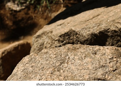 Tiny lizard sitting on a rock