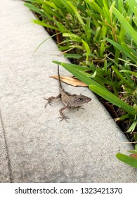 Tiny lizard standing on concrete with green grass on it's side at a sunny day