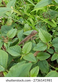 A tiny lizard tucked away among the foliage