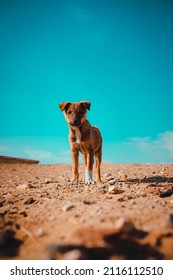 Tiny lonely sad puppy standing in the middle of the desert with the pyramids of saqqara in the background. Stray hungry dogs roam the surrounding areas