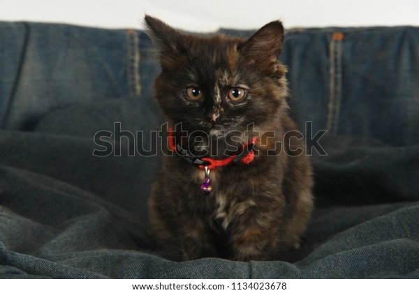 Tiny Longhaired Tortoiseshell Colored Kitten Sits Stock Photo