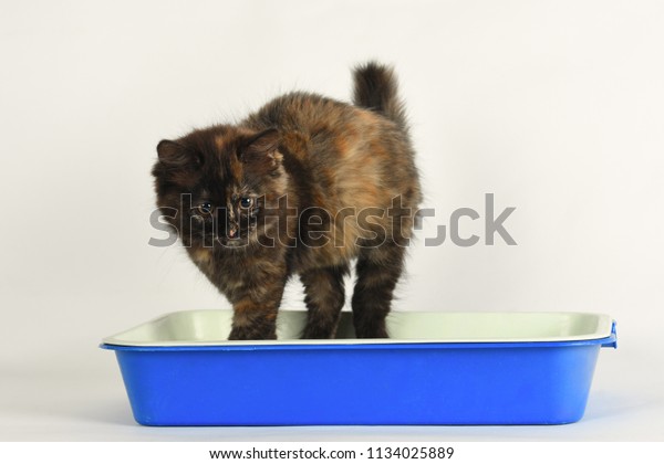 Tiny Longhaired Tortoiseshell Kitten Standing Cats Stock Photo
