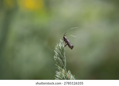 Tiny longhorn moth perched on top of a green grass stalk