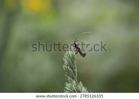 Tiny longhorn moth perched on top of a green grass stalk