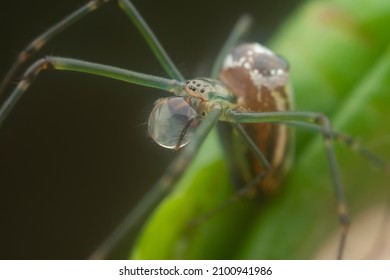 tiny long-jawed orbweaver spider with waterdrop on the mouth