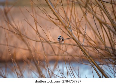 
A tiny long-tailed tit bird perched delicately on a thin bare branch within a dense thicket of willow bushes. The shot captures the back of the small wild bird looking away into a soft, blurred background of golden fields and reflections on water. This charming close-up showcases wildlife and nature during a quiet, sunny day in early spring.