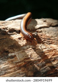 Tiny Looper Caterpillar on Weathered Log