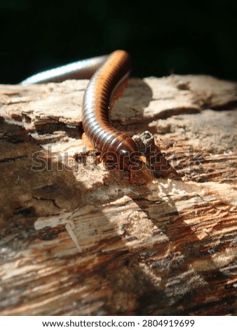 Tiny Looper Caterpillar on Weathered Log