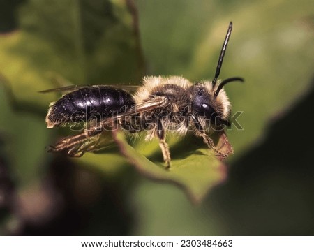  A tiny male Andrena spring mining bee resting on a green leaf. Long Island, New York, USA