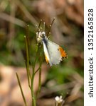 Tiny male Falcate Orangetip butterfly feeding on a diminutive flower of Hairy Bittercress in early spring