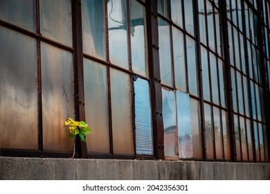 Tiny Maple Tree Seedling Growing From Window Sill Of Abandoned Factory Buidling With Broken, Dirty Window Panes, Grime And Rust