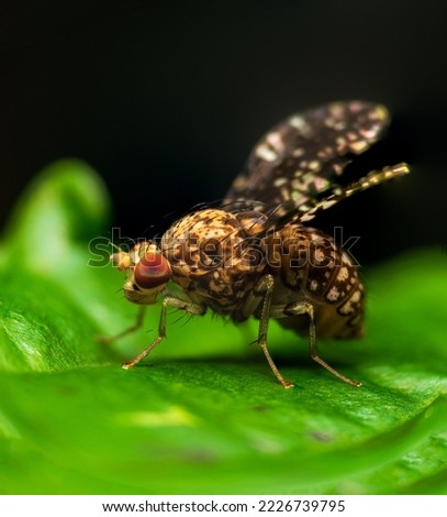 A tiny Marsh Flies in detailed