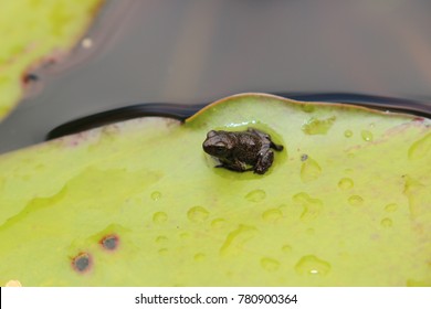Tiny marsh frog on water lily pad in St. Gallen, Switzerland.