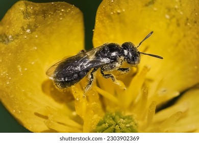 A tiny metallic female Small Carpenter Bee (Xylocopinae, Ceratina sp) feeding and collecting the pollen from a yellow buttercup flower.  Long Island, New York, USA