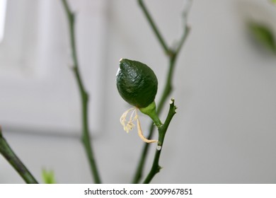 A tiny Meyer lemon growing on a sickly lemon tree. The tree is potted and indoors. The branches are bare and the leaves fell off. Despite its poor health, a lemon is growing from a flower.