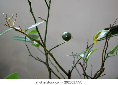 A tiny Meyer lemon growing on a sickly lemon tree. The tree is potted and indoors. The branches are bare and the leaves fell off. Despite its poor health, a lemon is growing from a flower.