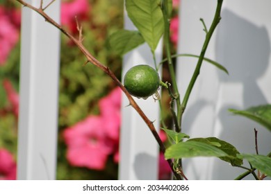 A tiny Meyer lemon growing on a sickly lemon tree. The tree is potted and outdoors. The branches are bare and the leaves fell off. Despite its poor health, a lemon is growing from a flower.