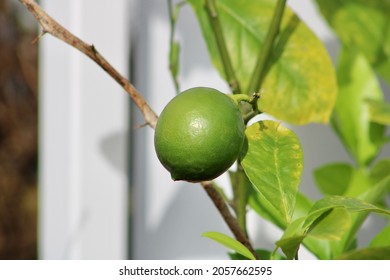 A tiny Meyer lemon growing on a sickly lemon tree. The tree is potted and outdoors. The branches are bare and the leaves fell off. Despite its poor health, a lemon is growing from a flower.