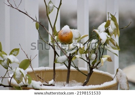 A tiny meyer lemon growing on a lemon tree that is covered in snow.