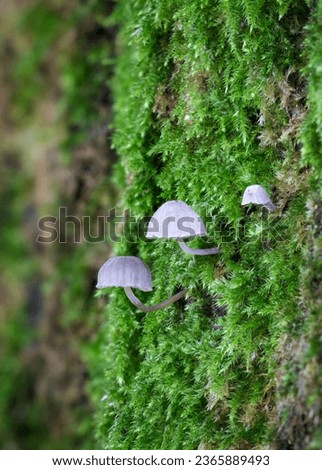 tiny micro mushrooms on the moss covered bark of a treetrunk