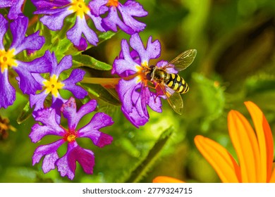 Tiny Migrant Hover Fly with yellow and black banded abdomen feeding on purple drumstick plant on the west coast near Velddrif in the Western Cape, South Africa