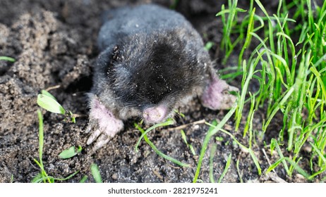 Tiny mole digs through soil and grass. Pink paws and dark fur stand out against earth. Young mole appears curious, unaware of human eyes. Perfect for nature, wildlife, or gardening themes