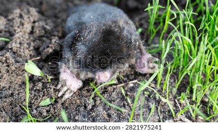Tiny mole digs through soil and grass. Pink paws and dark fur stand out against earth. Young mole appears curious, unaware of human eyes. Perfect for nature, wildlife, or gardening themes