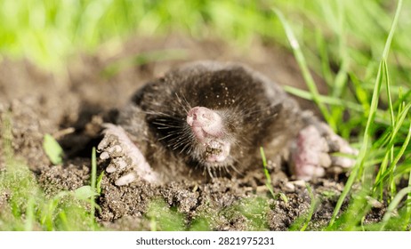 Tiny mole emerges from damp earth. Furry paws grip soil beside green grass. Pink nose twitching, curious eyes open. Soft fur contrasts with rough terrain. Perfect for nature, wildlife