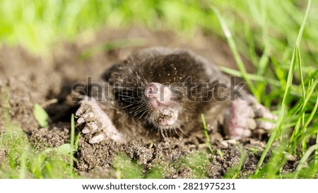 Tiny mole emerges from damp earth. Furry paws grip soil beside green grass. Pink nose twitching, curious eyes open. Soft fur contrasts with rough terrain. Perfect for nature, wildlife