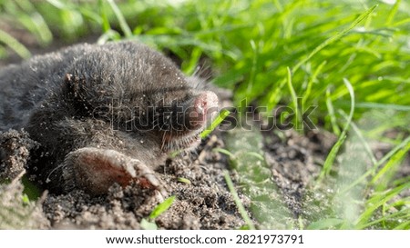 Tiny mole emerges from earth among green grass blades. Dark fur contrasts with soft pink nose and tiny paws. Grass sways gently, sunlit soil beneath. Mole appears curious, resting just above ground