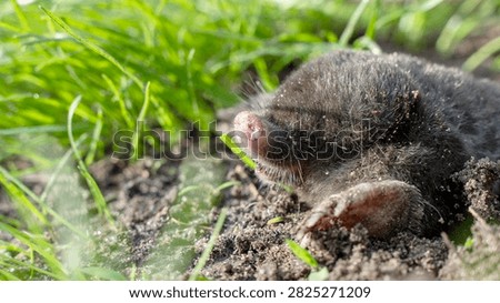 Tiny mole emerges from earth, nose twitching. Green grass frames soft, furry body. Dark soil surrounds creature's tiny paws. No human presence, no emotion shown. Perfect for nature, wildlife