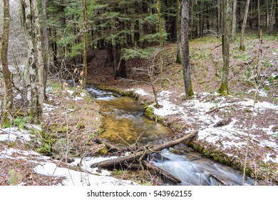 Tiny Mountain Stream Tumbling Through a Wooded Valley in the Allegheny Mountains