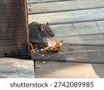 A tiny mouse chewing on some nuts on a wooden outdoor terrace