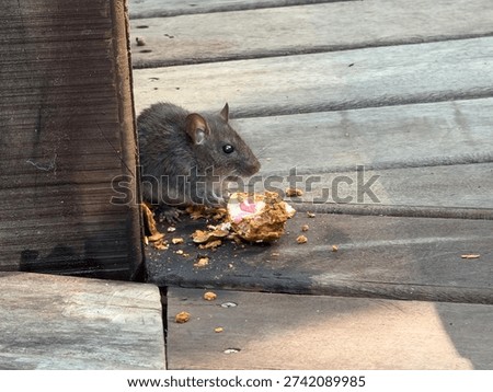A tiny mouse chewing on some nuts on a wooden outdoor terrace