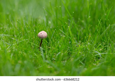 Tiny Mushroom