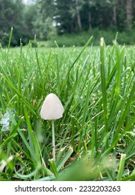 Tiny mushroom among the grass.