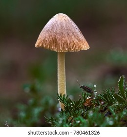 Tiny mushroom and a bug in the middle of the green forest