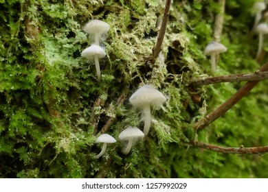 Tiny mushroom community on a tree