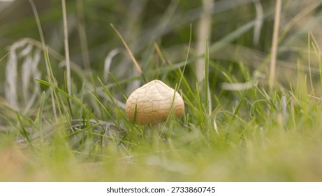 A tiny mushroom with a crackle texture on its cap grows in among some green grass stems in the soft light of an overcast day.