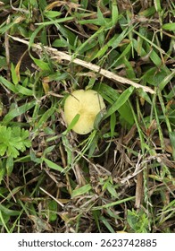 tiny mushroom in the grass