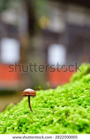 Tiny Mushroom Growing on a Moss Covered Forest Floor
